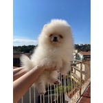 Volpini di Pomerania (o Spitz Tedesco Nano) con Pedigree - Foto n. 7