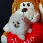 Volpini di Pomerania (o Spitz Tedesco Nano) con Pedigree - Foto n. 8