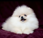 VOLPINI DI POMERANIA (O SPITZ TEDESCO NANO) CON PEDIGREE