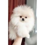 Volpini di Pomerania (o Spitz Tedesco Nano) con Pedigree - Foto n. 9