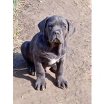 Cane Corso Cuccioli - Foto n. 1