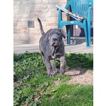 Cane Corso Cuccioli - Foto n. 3