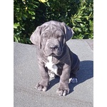 Cane Corso Cuccioli - Foto n. 5