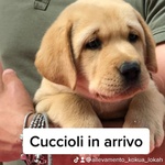 Labrador Cuccioli Miele