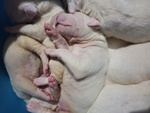 Cuccioli di dogo Argentino in Vendita - Foto n. 2