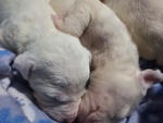 Cuccioli di dogo Argentino in Vendita - Foto n. 3