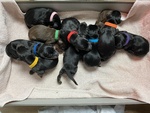Cuccioli di Dobermann con Pedigree - Foto n. 3