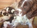 Springer spaniel