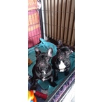 🐶 Bulldog Francese femmina di 5 mesi in vendita a Albonese (PV) e in tutta Italia da privato