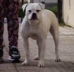 American bulldog femmina