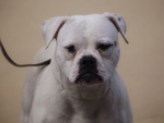 American Bulldog Femmina - Foto n. 2