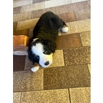 Cuccioli Bovaro del Bernese - Foto n. 1