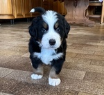 Cuccioli Bovaro del Bernese - Foto n. 3