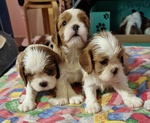 Fantastica Cucciolata di Cavalier king Blenheim con Pedigree - Foto n. 2