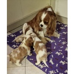 Fantastica Cucciolata di Cavalier king Blenheim con Pedigree - Foto n. 5