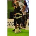 Fantastica Cucciolata di Cavalier king Blenheim con Pedigree - Foto n. 6