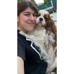 Fantastica Cucciolata di Cavalier king Blenheim con Pedigree - Foto n. 7