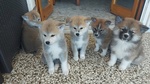 Cuccioli Akita Inu