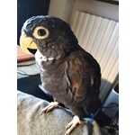 Vendo Pappagallo Pionus Chalcopterus Allevato a Mano