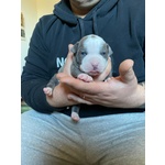 Cucciolata American Staffordshire Terrier Blue - Foto n. 2