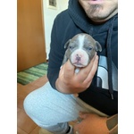 Cucciolata American Staffordshire Terrier Blue - Foto n. 5