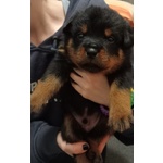 🐶 Rottweiler femmina di 3 settimane (cucciolo) in vendita a Treviso (TV) da privato