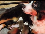 Cuccioli di Australian Sheperd