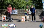 Cocker Spaniel Inglese Roano nero per Monta Maschio - Foto n. 4