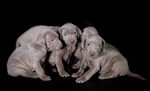 Cuccioli di Weimaraner