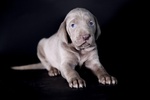 Cuccioli di Weimaraner - Foto n. 3