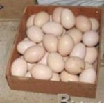 Pappagalli e Pappagallo uova per la Vendita. - Foto n. 1