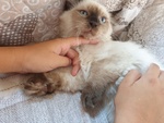 Cuccioli Ragdoll seal Point - Foto n. 2
