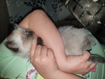 Cuccioli Ragdoll seal Point - Foto n. 3