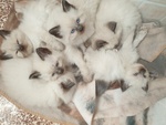 Cuccioli Ragdoll seal Point - Foto n. 4
