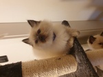 Cuccioli Ragdoll seal Point - Foto n. 5
