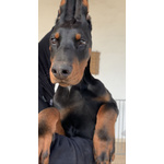 🐶 Dobermann maschio di 1 anno e 4 mesi in vendita a Villa Castelli (BR) e in tutta Italia da privato