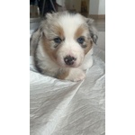 🐶 Australian Shepherd femmina di 1 anno e 1 mese in vendita a Arona (NO) da privato