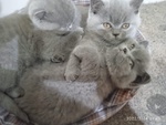 Cuccioli Scottish fold e Straght - Foto n. 2