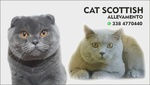 Cuccioli Scottish fold e Straght