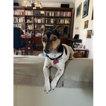 🐶 Jack Russel femmina di 2 anni e 2 mesi in adozione a Milano (MI) da privato