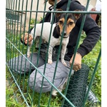 Minni, jack Russel di un anno Aspetta una Famiglia - Foto n. 3