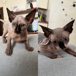 🐱 Sphynx femmina di 1 anno e 3 mesi in vendita a Vicenza (VI) e in tutta Italia da privato