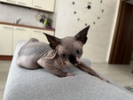 Sphynx Canadian - Foto n. 2