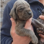 Cuccioli Alano blu e Nero