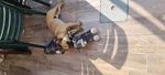 🐶 Bulldog Francese maschio di 2 anni in vendita a Busto Arsizio (VA) e in tutta Italia da privato