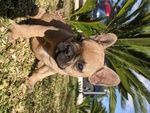 🐶 Bouledogue femmina di 1 anno e 2 mesi in vendita a Siracusa (SR) e in tutta Italia da privato