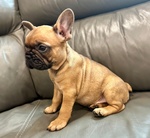 Fantastico Cuccioli di bulldog francese con pedigree ENCI