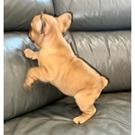 Fantastico Cuccioli di Bulldog Francese con Pedigree Enci - Foto n. 3