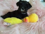 Cuccioli di Schnauzer nano nero Argento - Foto n. 2