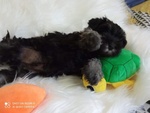 Cuccioli di Schnauzer nano nero Argento - Foto n. 3